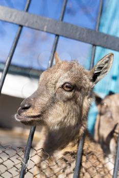 The goat after the fence in the Zoo