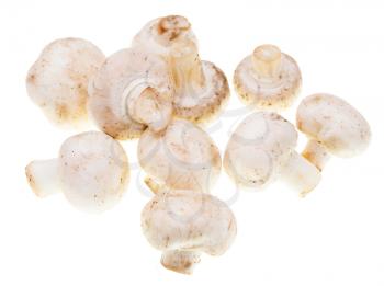 White mushrooms champignons on a white background