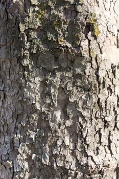 Tree bark poplar on nature as background