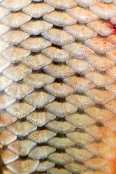 scales of fish as background . A photo