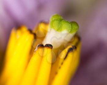 pestle on a flower. macro . A photo