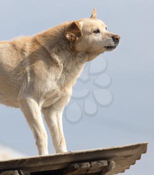 Dog on the roof of the house .