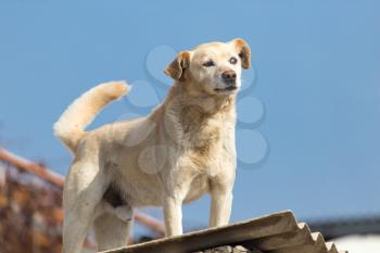 Dog on the roof of the house .