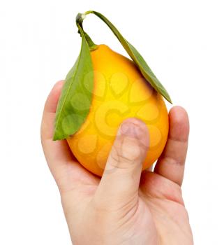 lemon in his hand on a white background .
