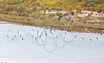 flock of gulls on the river . A photo