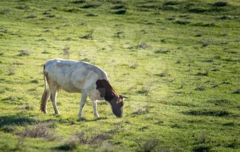 Cows graze on pasture on nature in spring