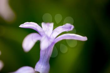 Beautiful blue flower in a park on nature. macro