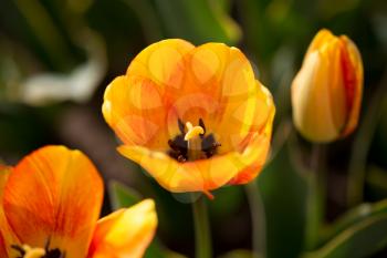 Beautiful yellow tulips in a park in nature