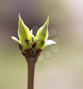 A green bud grows on a tree in the spring .