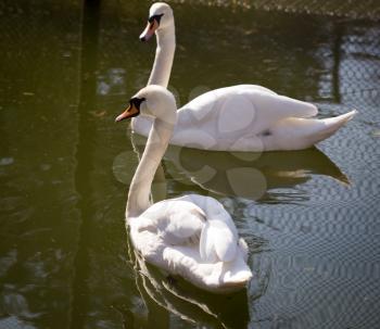 Two white swans on a pond in the park