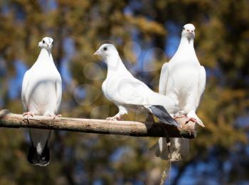 White dove on a stick in the nature .