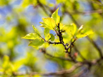 Small green leaves on a tree in spring .