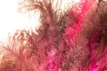 Beautiful fluffy red bird feathers as background