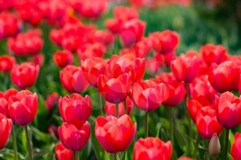 Beautiful red tulips in a park in the nature