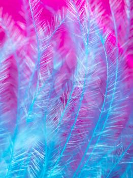 Blue and pink feathers as a background. Macro