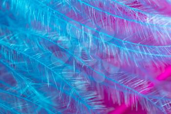 Blue and pink feathers as a background. Macro