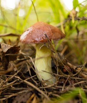 Edible fungus grows in the woods in nature