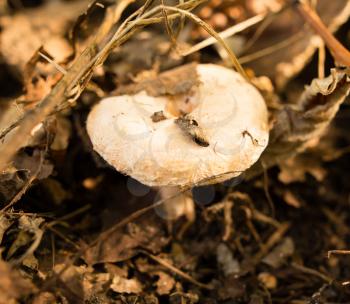 Edible fungus grows in the woods in nature