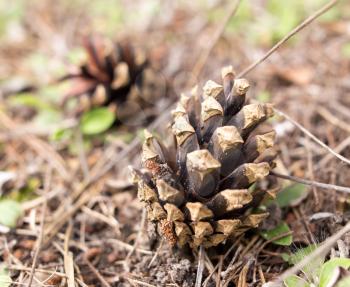 Cones on the ground in the forest .