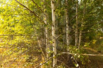 Birches in the open air in the forest .