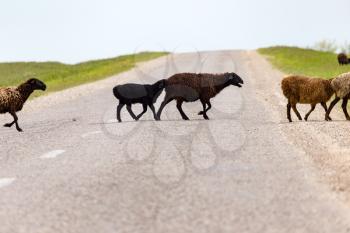 A herd of rams cross the road .
