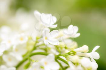White flowers of lilac on nature. macro