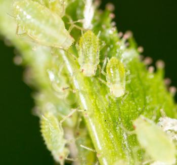 A small aphid on a green plant. macro