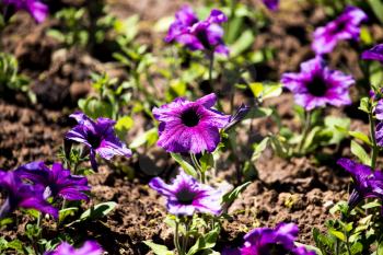 Small purple flowers on the ground in nature .