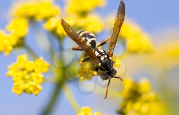 Wasp on yellow flower in nature. macro