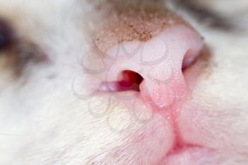 Dirty nose of a small kitten. macro