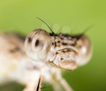 Big eyes on the head of a dragonfly. macro