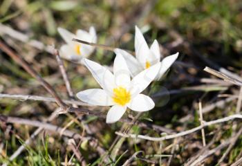 Beautiful snowdrop flower on nature in spring .