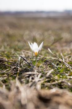 Beautiful snowdrop flower on nature in spring .