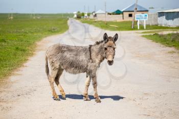 The donkey crosses the road in the village