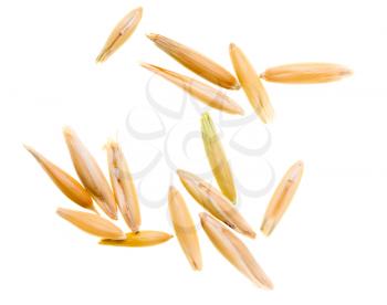 Grain of oats isolated on white background .