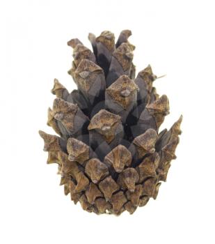 cone with coniferous tree on a white background .