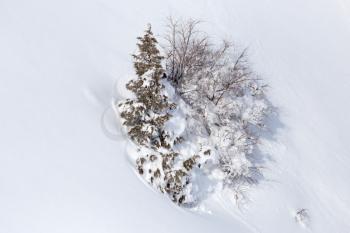 Tree in the snow in winter in the mountains .