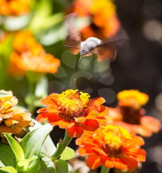 Butterfly in flight gathers nectar from flowers .