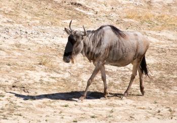 Antelope wildebeest in a deserted wildlife park
