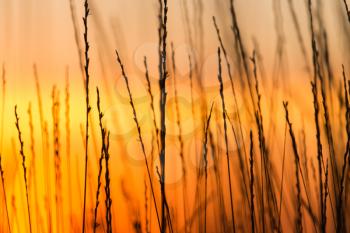 Silhouette of grass on a golden sunset .