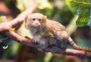 The smallest monkey in the nature at the zoo