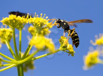 Wasp on yellow flower in nature. macro