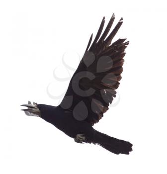 Raven in flight isolated on white background .