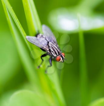 Fly on the green grass in nature .