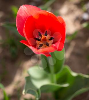 Beautiful red tulips in a park in the nature