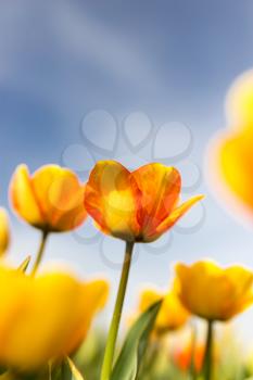 Yellow tulips against the blue sky in the nature .