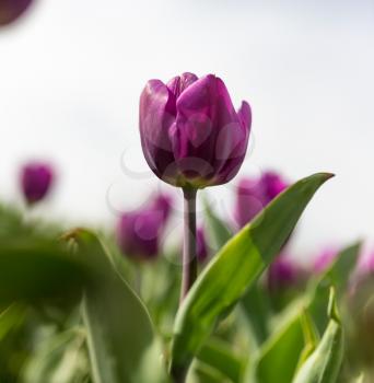 Beautiful purple tulips in a park in nature