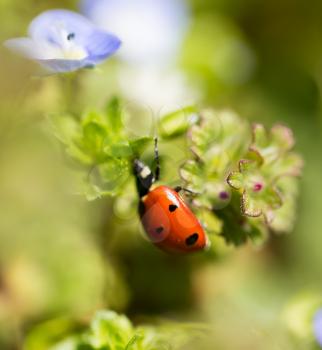 Ladybug on small blue flowers in nature .