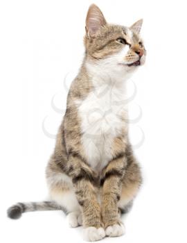 Portrait of a cat on a white background .