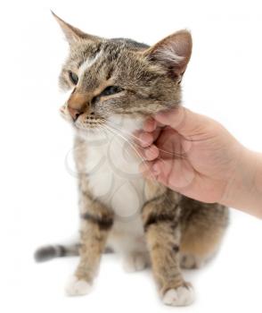 Man caresses a cat on a white background .